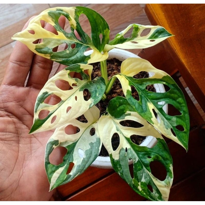 Tanaman Hias Janda Bolong Jepang Monstera Varigata / Monstera Varigata/ Syngonium murah/ Tanaman hia