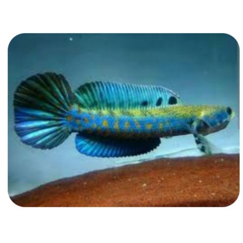 blue pulcra