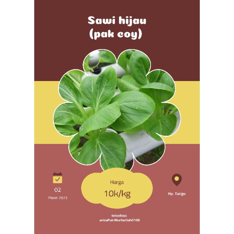 

sayur pakcoy
