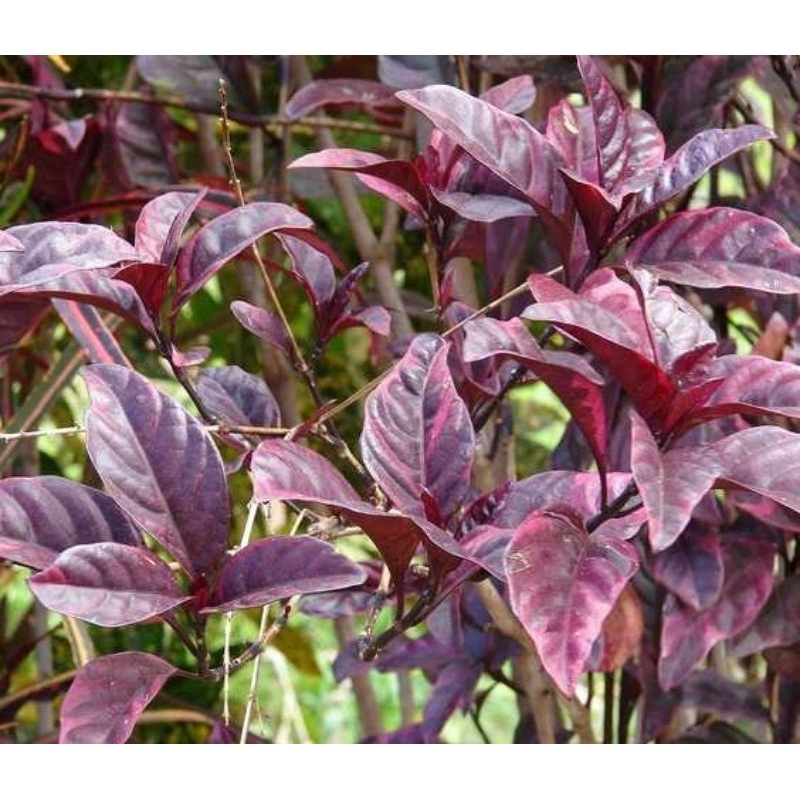 

Serbuk Bubuk Daun Ungu Handeuleum isi 500 Gram