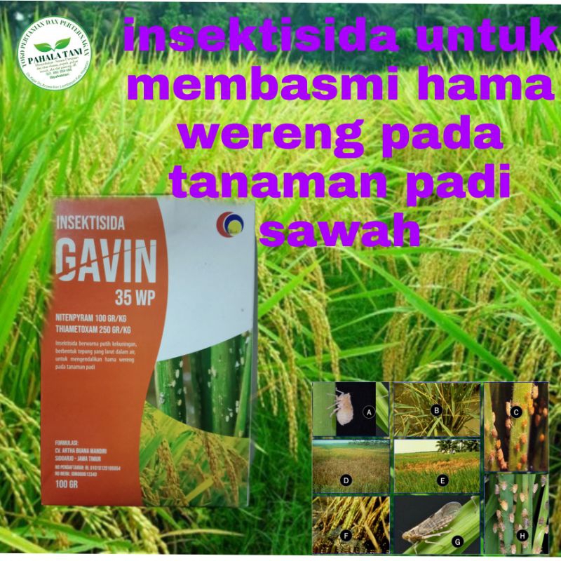 GAVIN/obatwereng/nitenpiram/wereng coklat/wereng hijau