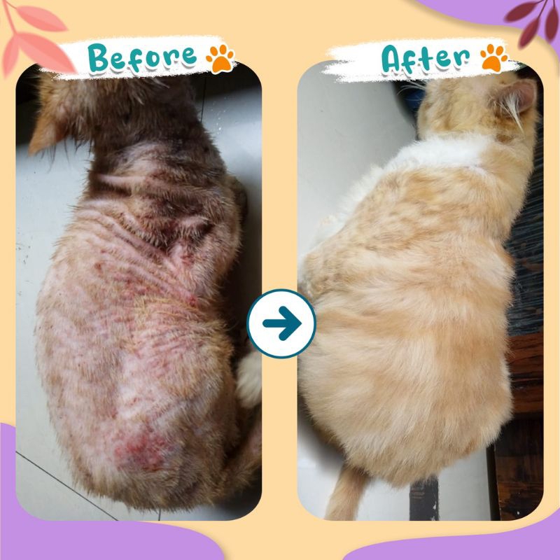 Olive Care Ecer Vitamin Kulit Kucing Dewasa Masalah Bulu Rontok, Jamur Scabies, Kutu dan Masalah Kulit