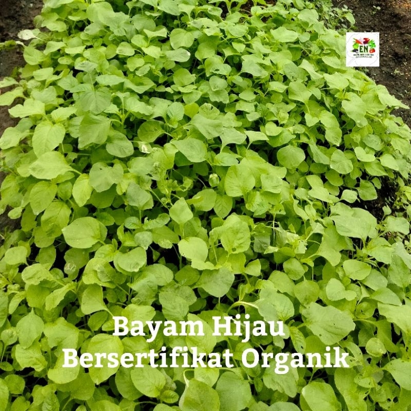 

1kg Sayur Bayam Hijau 100% Sertifikat Vegetable Murah Sehat Healthy Life Grosir Supermarket