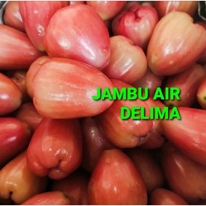 

JAMBU AIR DELIMA KHUSUS PARA SULTAN 1 KG (PREMIUM QUALITY)