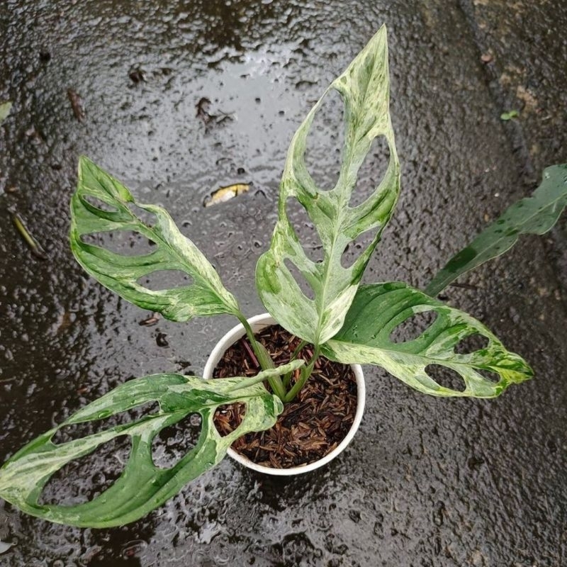 { BISA COD } tanaman janda bolong varigata mint janda bolong varigata lokal monstera adansonii variegata