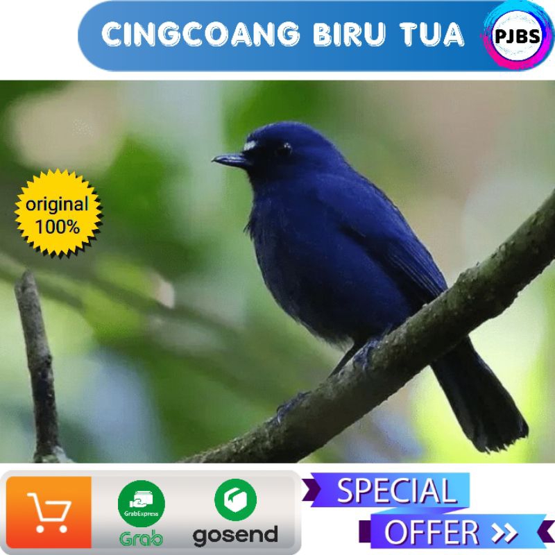 CINGCOANG BIRU TUA JANTAN BAHAN PILIHAN bukan tledekan biru gunung