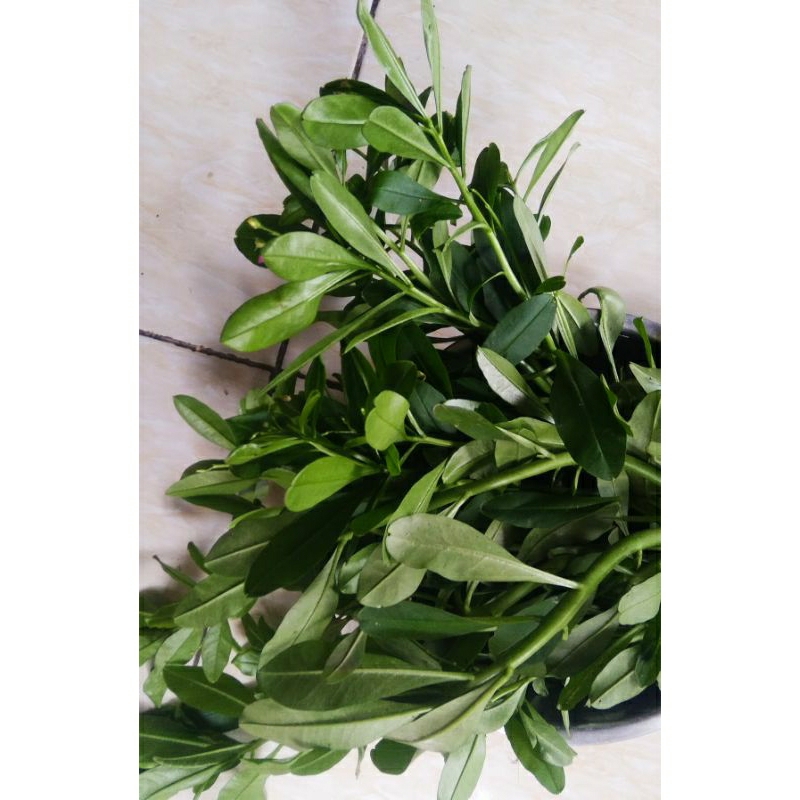 

Daun Ginseng Jawa