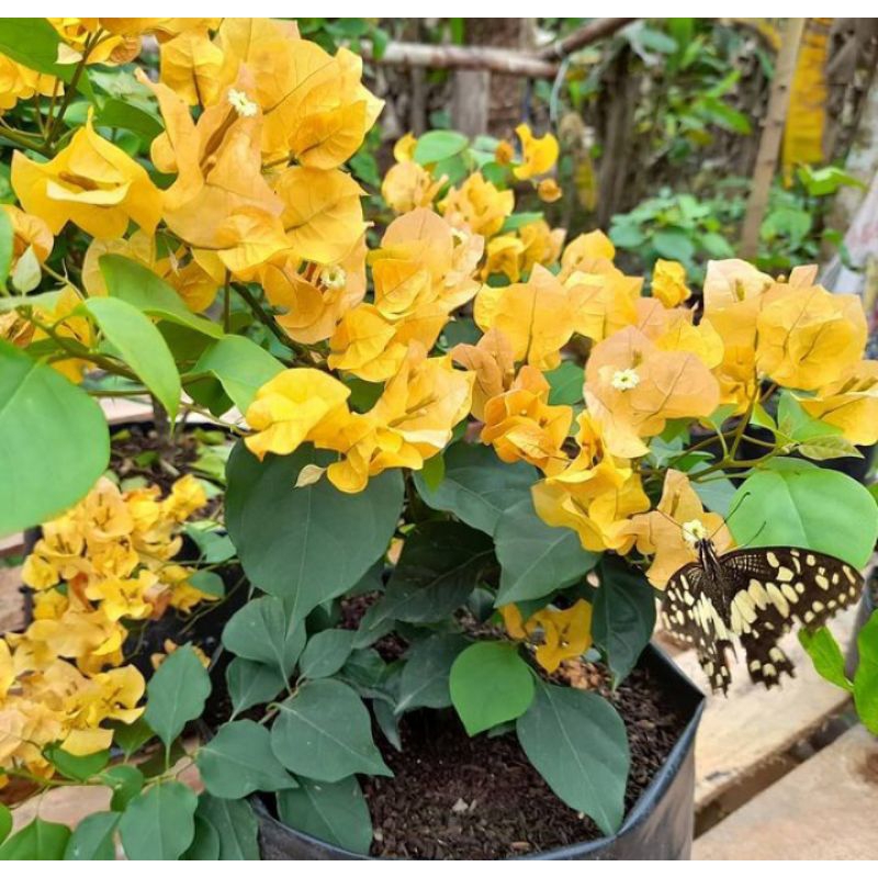 Bougenvile Golden rush Kuning ORI
