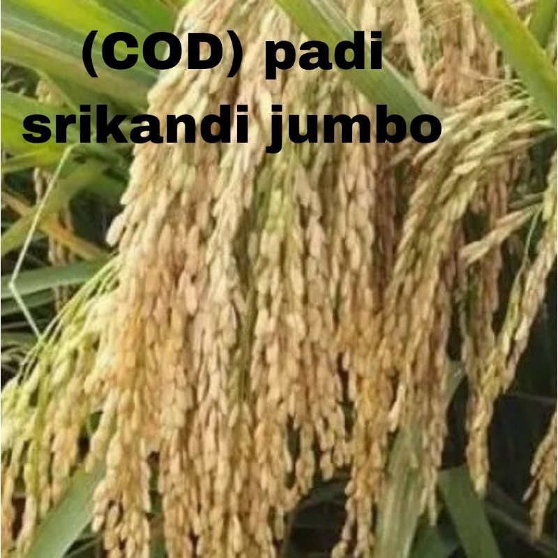 (COD)BENIH BIBIT PADI UNGGUL SRIKANDI JUMBO 1kg BERKUALITAS  original