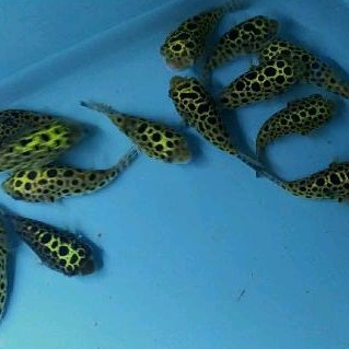 ikan buntal hijau air tawar green spot puffer hiasan unik dan indah untuk aquascape pembersih keong 