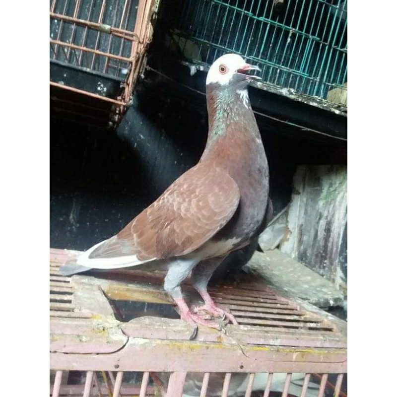 merpati giring keras