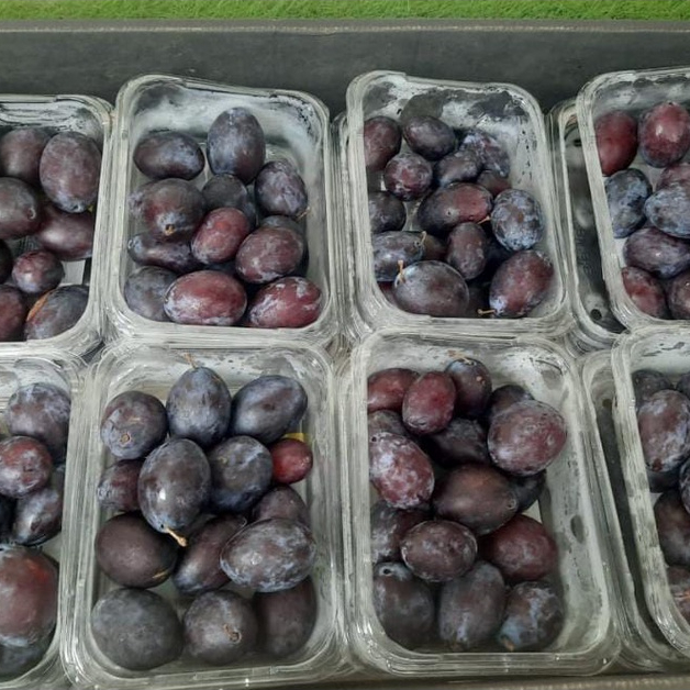 Buah Plum Sugar segar dan manis per box