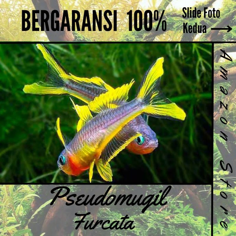 ikan pseudomugil furcata