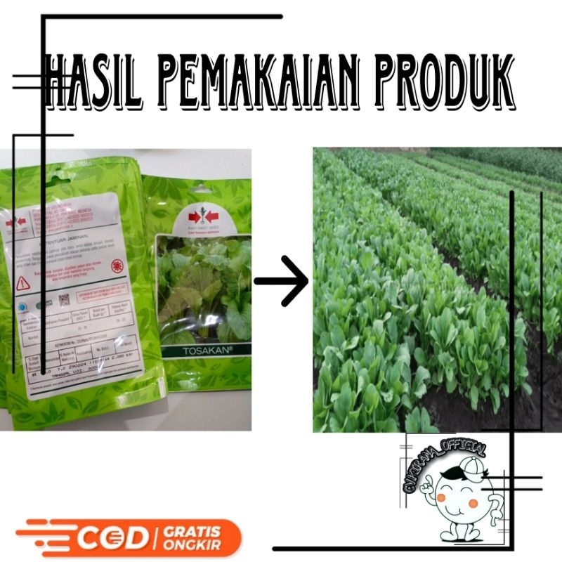 Bibit/benih unggulan sawi hijau caisim tosakan CAP PANAH MERAH