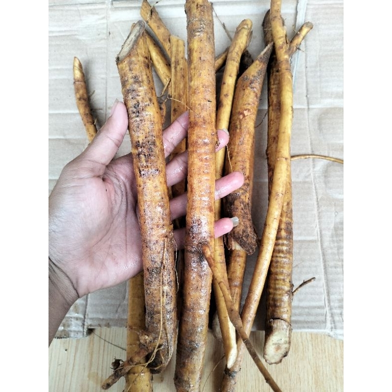 

Akar Tuba Segar Asli 1Kg