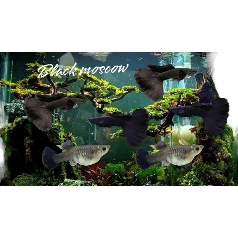 Hiasan aquascape guppy full black / black moscow aquarium ikan hias