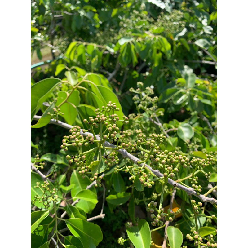 Live Bibit tanaman juwet putih berbunga