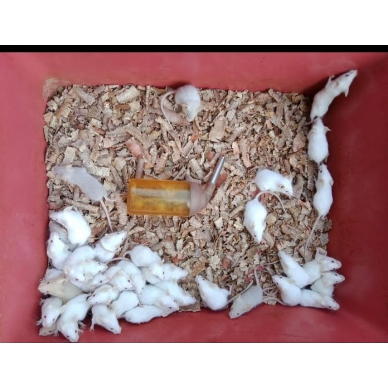 mencit/tikus putih