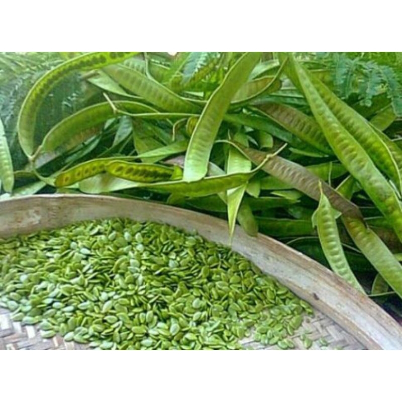 

lamtoro petai cina mlanding 10lembar segar