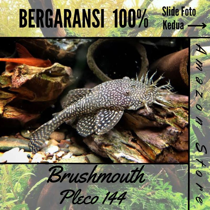 Brushmount / Pleco 144 -  ikan hias pembersih aquascape