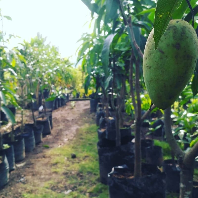 Bibit Mangga Garifta Tinggi 1 Meter Batang Besar Cepat Berbuah