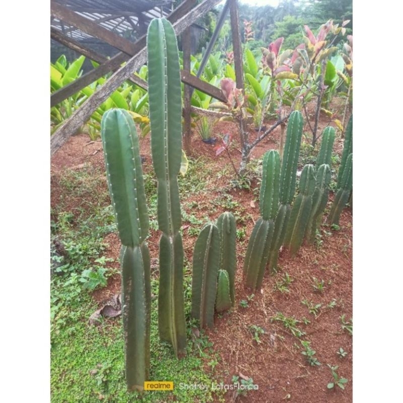 Tanaman Kaktus koboi Sudah Berakar // Pohon Kaktus koboi Berakar // Tanaman Hidup Kaktus koboi //Tan