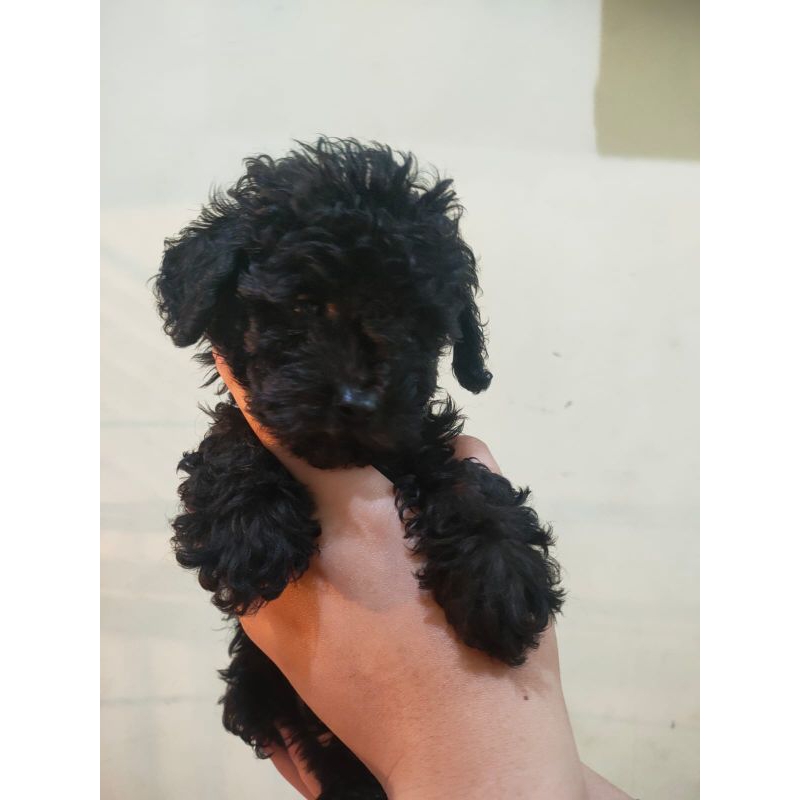 Puppy poodle tiny bandung