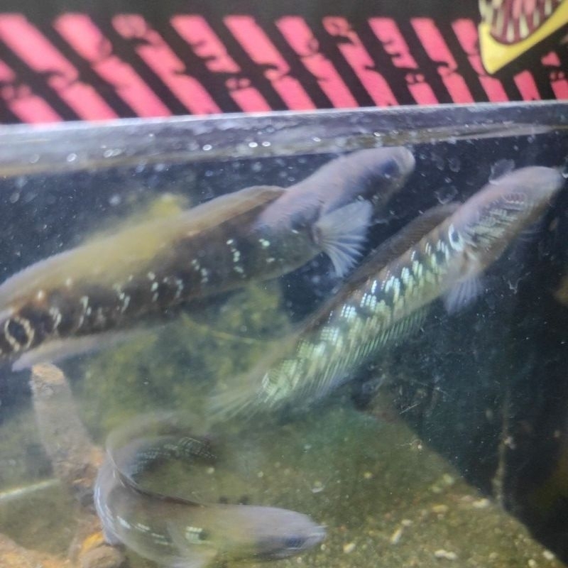 channa asiatica ws 12-14cm full dot gondrong" calon gacoan kontes