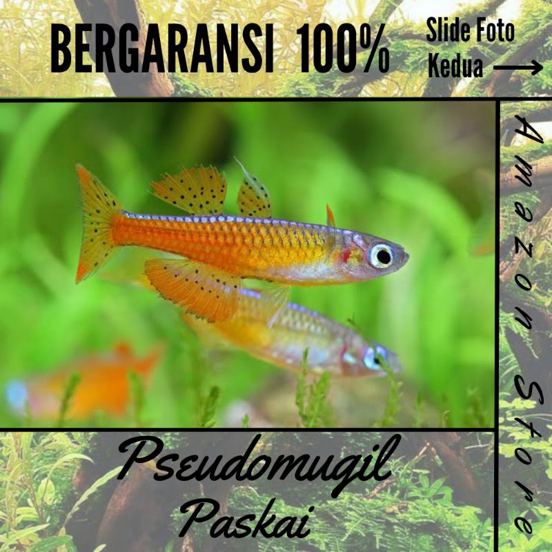 Ikan pseudomugil paskai