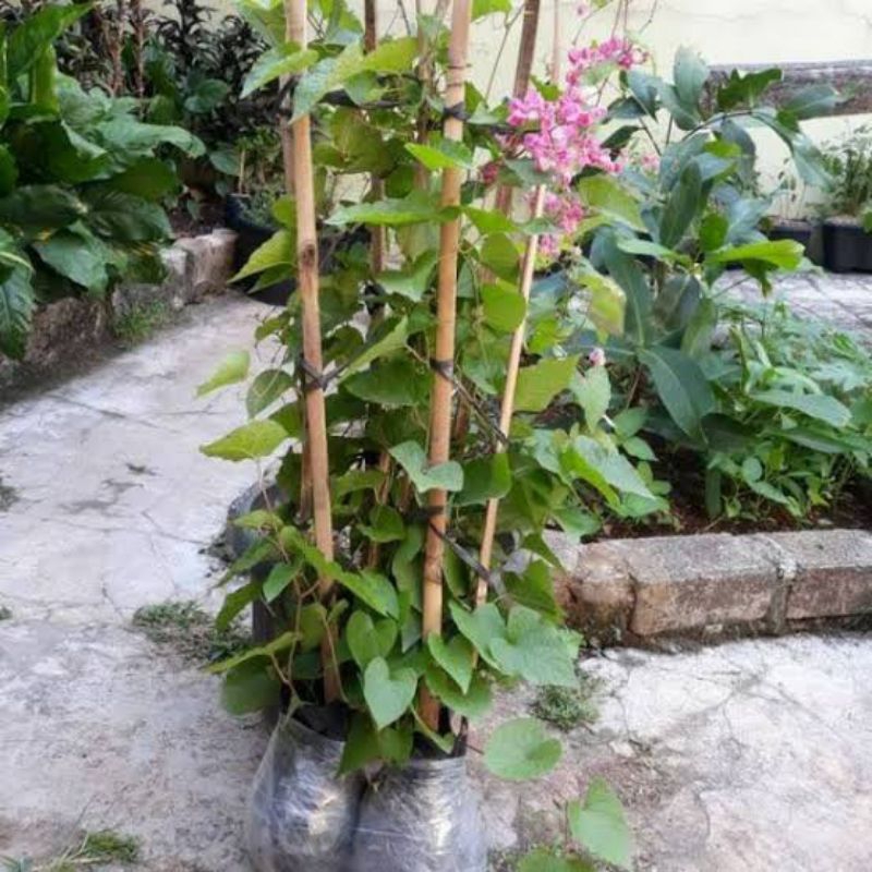 Tanaman bunga air mata pengantin - bibit pohon air mata pengantin bunga pink