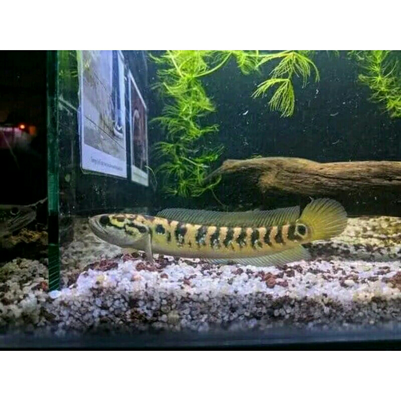 garansi doa cana asiatika rsws 4 5 cm