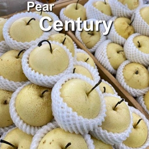 

Pear Century