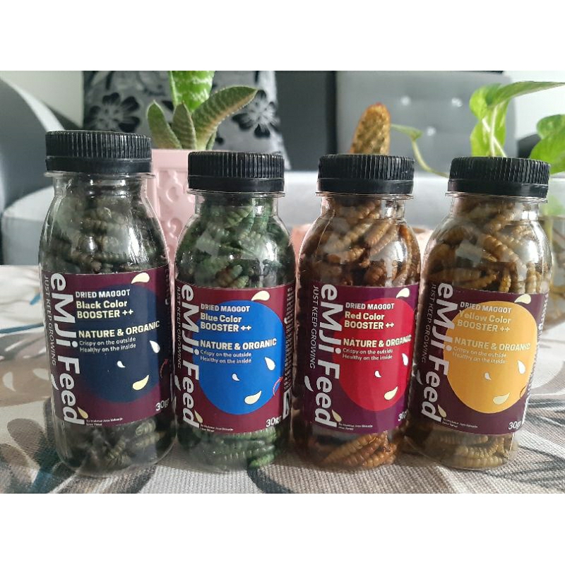 maggot dan udang kering color booster untuk warna ikan, blue, red, yellow, black