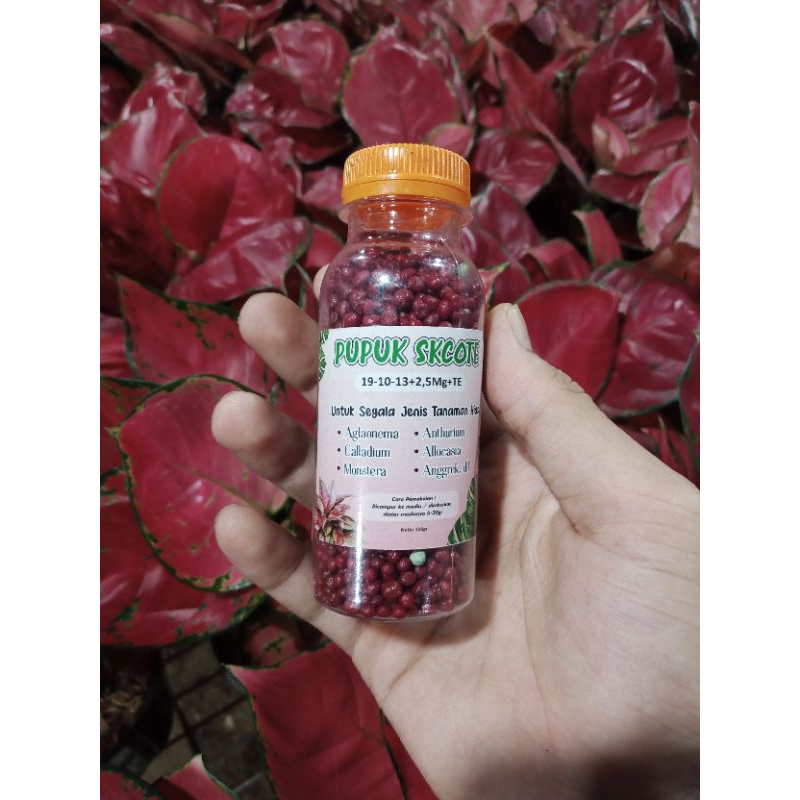 PUPUK SK COTE / PUPUK TANAMAN HIAS AGLONEMA