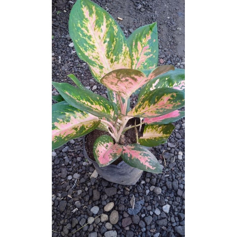 aglonema kocin rumpun