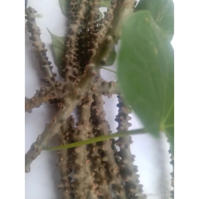 

batrawali Brotowali bertawali segar baru metik 150gr