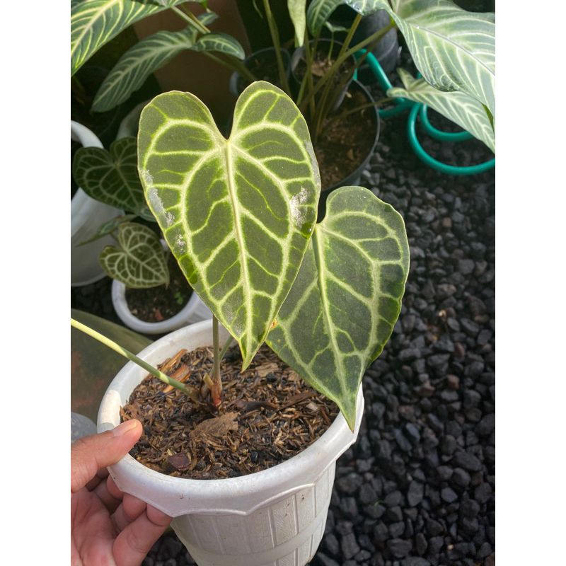 anthurium clarinervium king