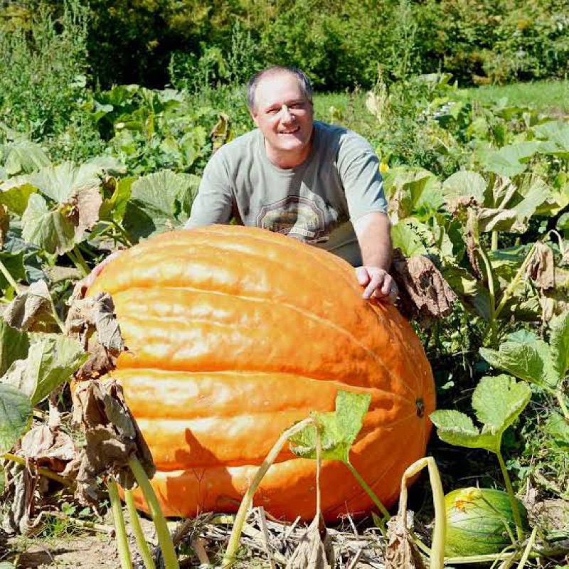 Benih Bibit Biji - Dill's Atlantic Giant Pumpkin Labu Raksasa Cucurbita maxima Seeds