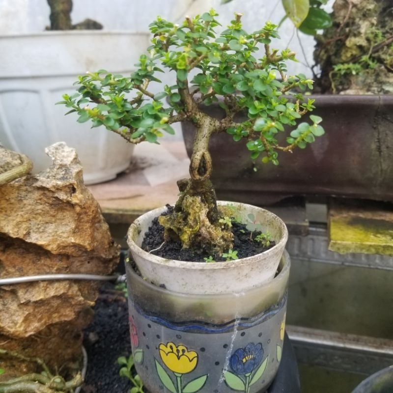 Bahan bonsai sancang