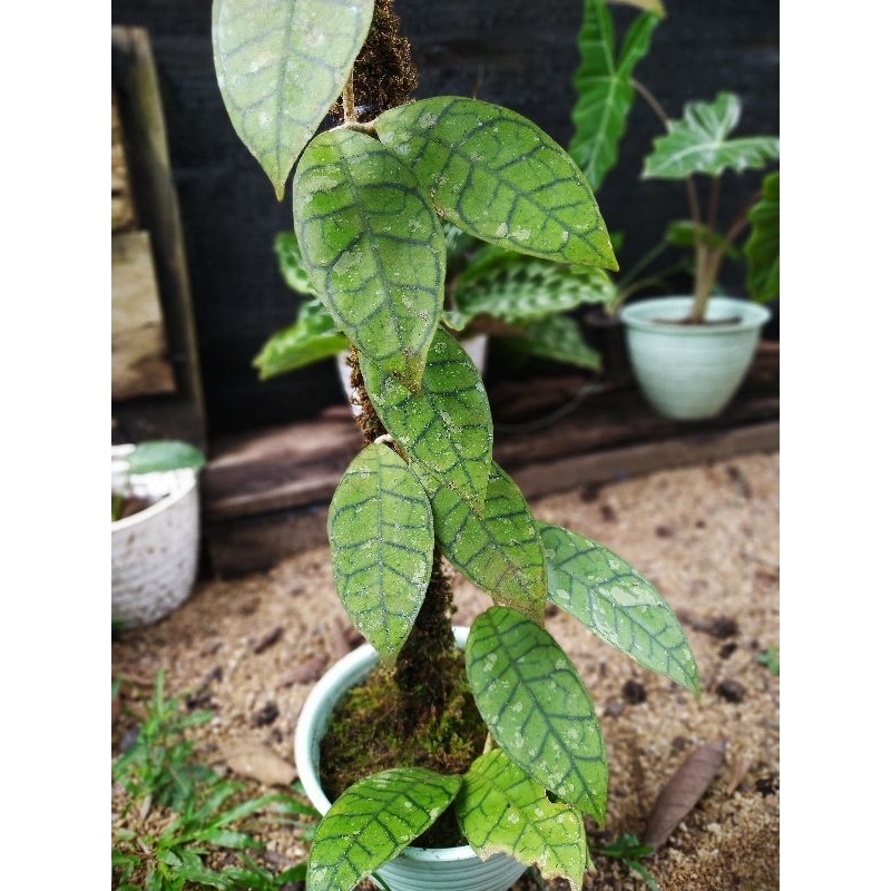 hoya challystophyla hoya tanaman hias tanaman gantung