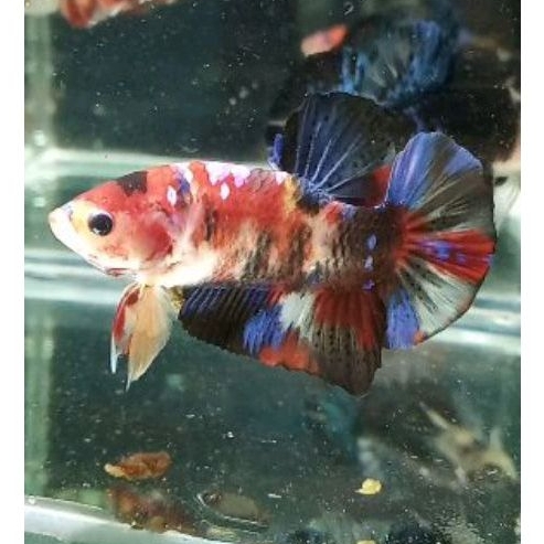 cupang male Giant multi BO6up