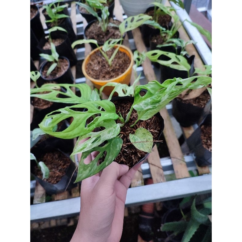 monstera adansoni variegata/janda bolong varigata
