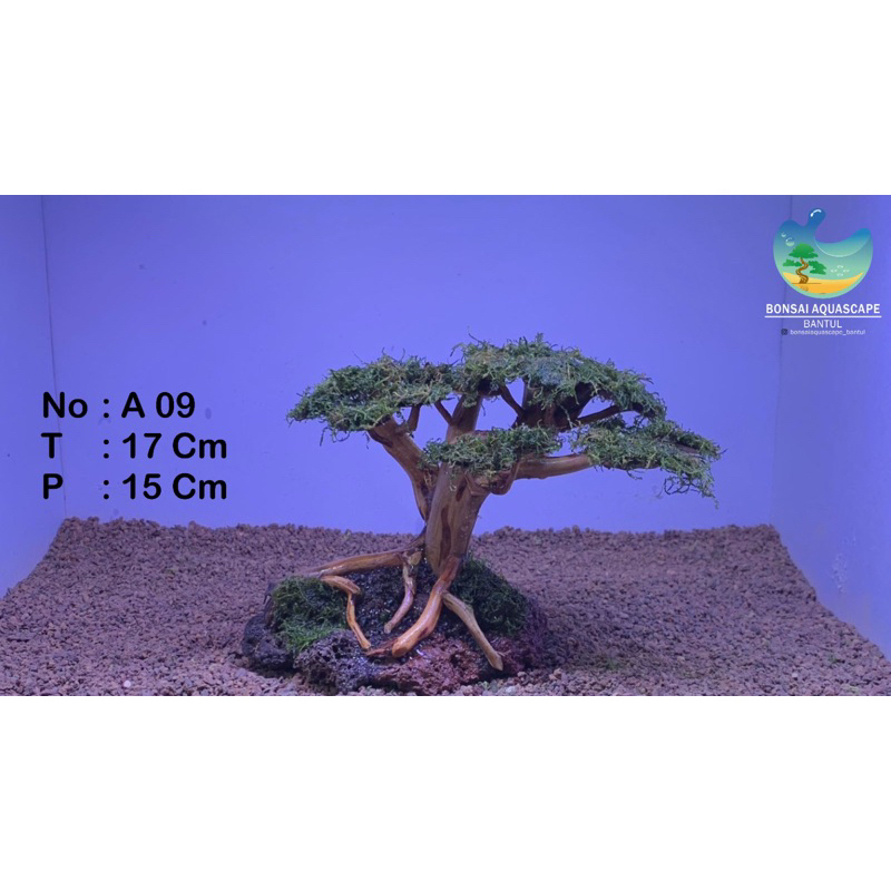 Bonsai Aquascape siap pakai Bonus mos. Free Packing Kayu