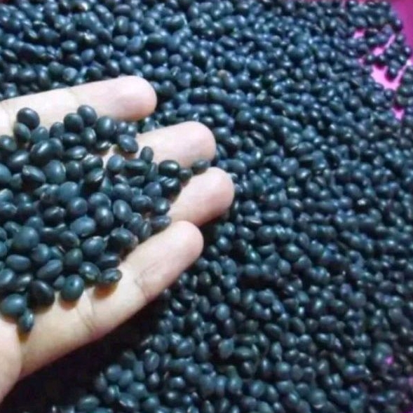

Kedelai Hitam