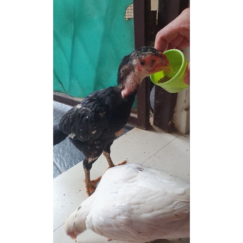 Anak Ayam Bangkok Asli Usia 3 bulan