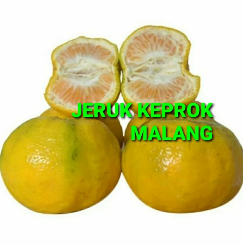 

JERUK KEPROK MALANG KHUSUS PARA SULTAN 1 KG (PREMIUM QUALITY)