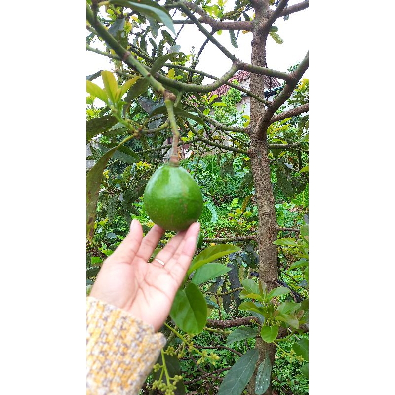 Bibit pohon alpukat mentega