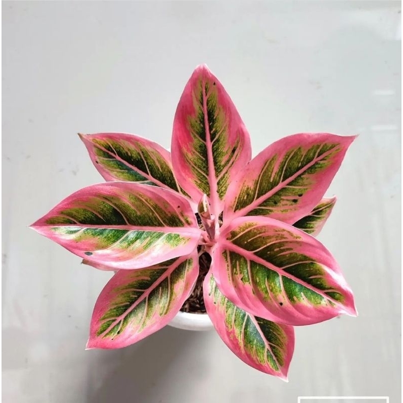 aglonema lipstik pink - tanaman hias aglonema lipstik pink murah - bunga aglonema murah - aglonema m