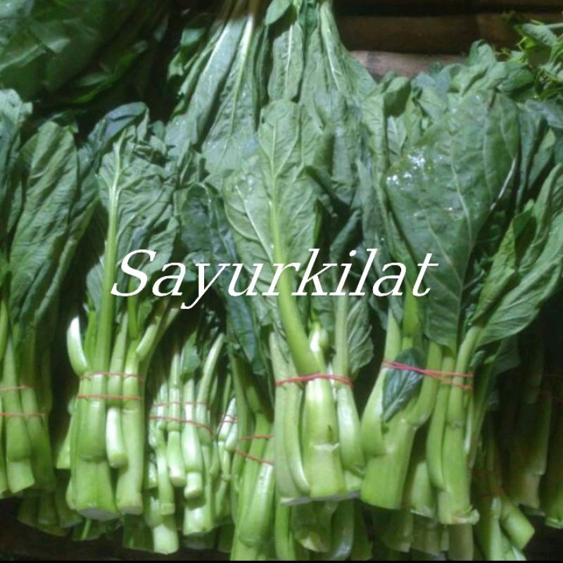 

Cesim manis / Sawi manis PER Ikat