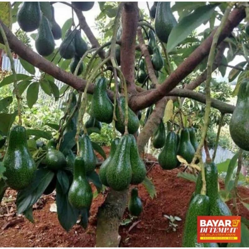 bibit alpukat Aligator siap berbuah